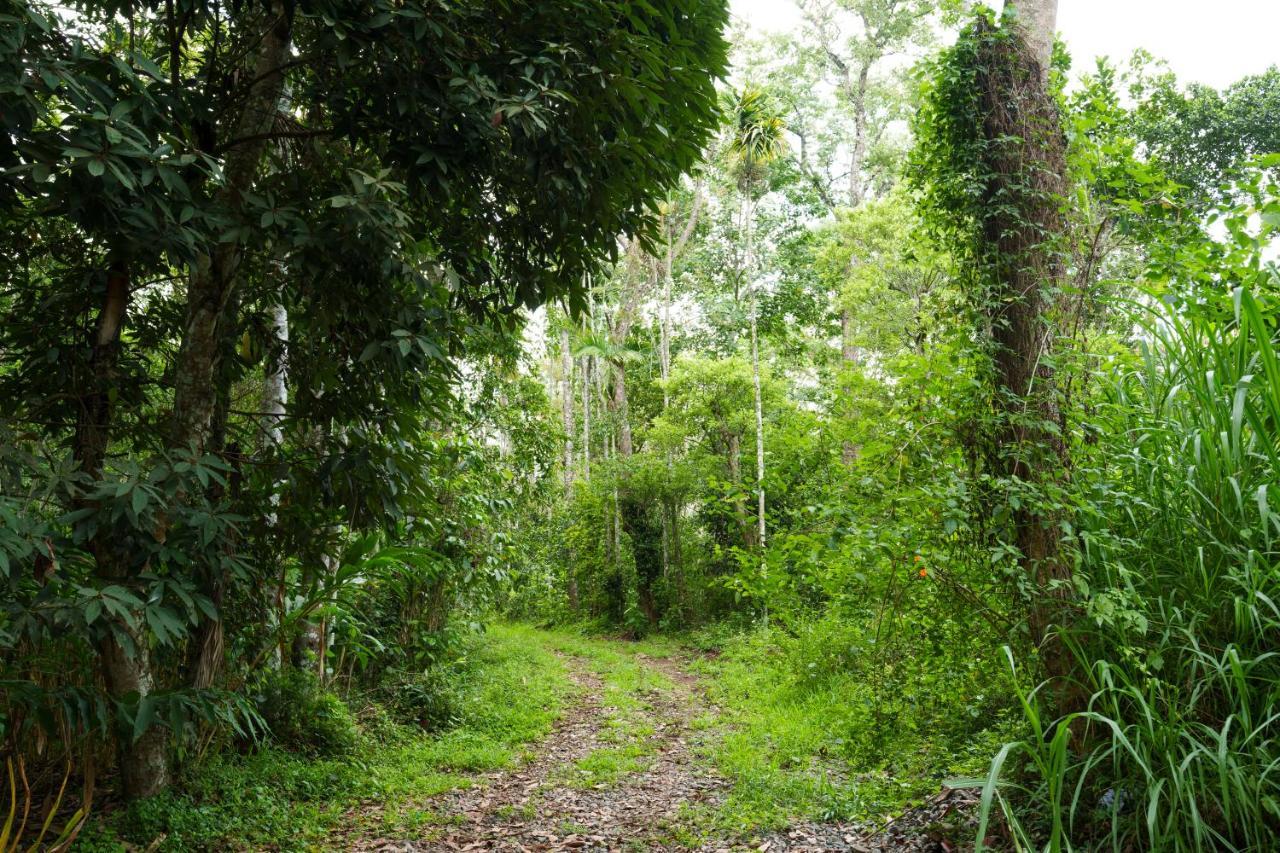 Mystic Trees, Kumily Apartment Thekkady Bagian luar foto